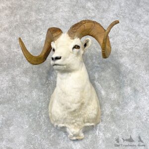 Dall Sheep Shoulder Taxidermy Mount #23979 For Sale @ The Taxidermy Store