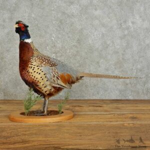 Ringneck Pheasant Bird Mount For Sale #15890 @ The Taxidermy Store
