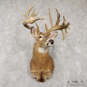 Whitetail Deer Shoulder Taxidermy Mount For Sale #18767 @ The Taxidermy Store