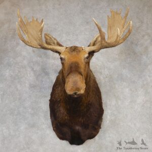 Moose Shoulder Mount For Sale #20428 @ The Taxidermy Store