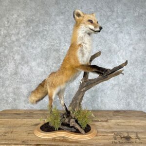 Red Fox Life Size Mount #25812 For Sale @ The Taxidermy Store