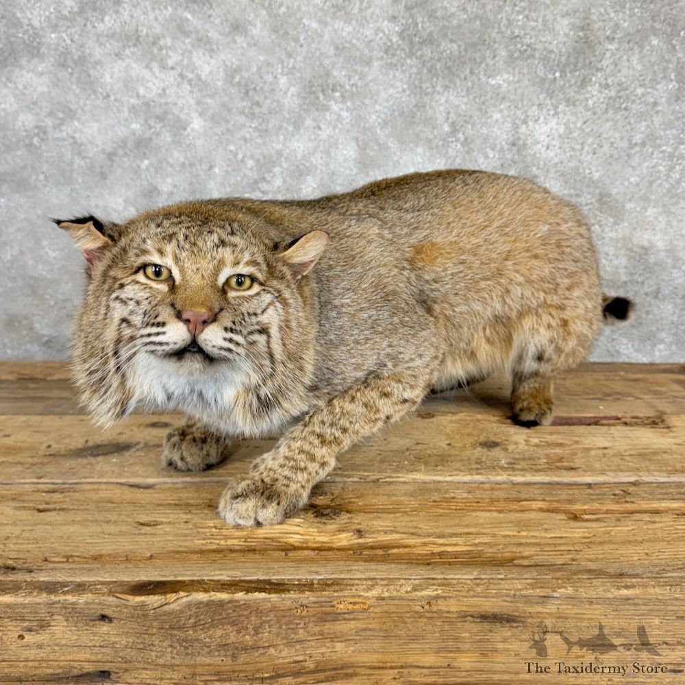 Bobcat Life-Size Mount For Sale #29973 @ The Taxidermy Store
