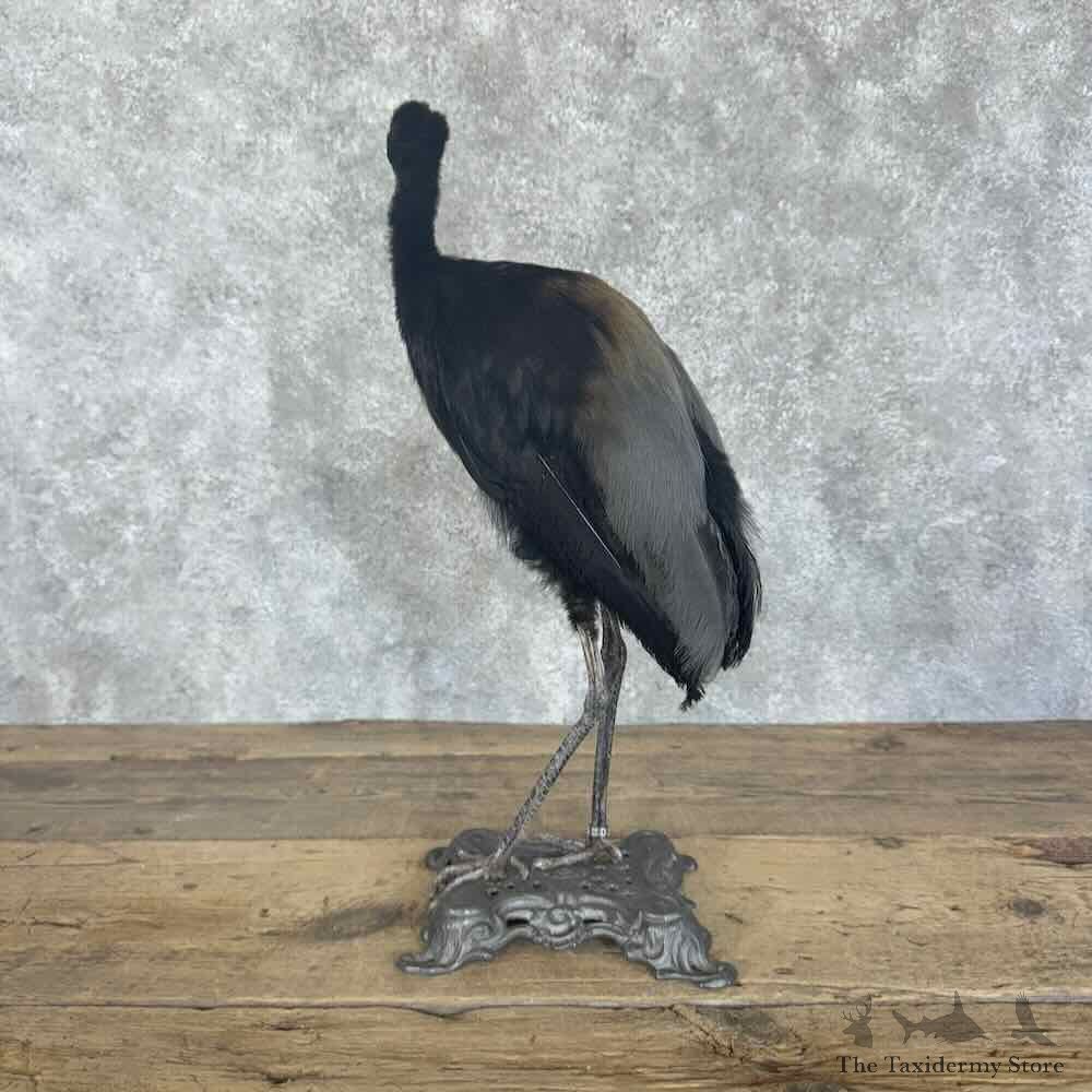 Grey-Winged Trumpeter Bird Mount For Sale #30700 @ The Taxidermy Store