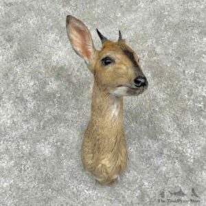 Western Bush Duiker Shoulder For Sale #31719 @ The Taxidermy Store