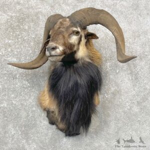 Corsican Ram Shoulder Mount For Sale #24767 @ The Taxidermy Store