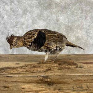 Ruffed Grouse Bird Mount For Sale #32234 @ The Taxidermy Store