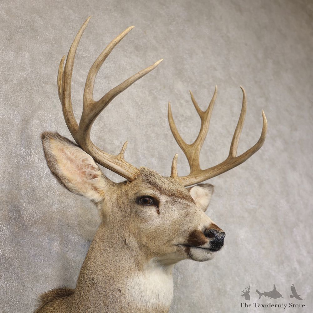 Mule Deer Shoulder Mount For Sale #22194 @ The Taxidermy Store