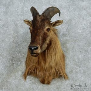 Himalayan Tahr Taxidermy Mount #13065 For Sale @ The Taxidermy Store
