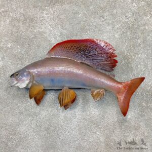 Arctic Grayling Fish Mount For Sale #23678 @ The Taxidermy Store