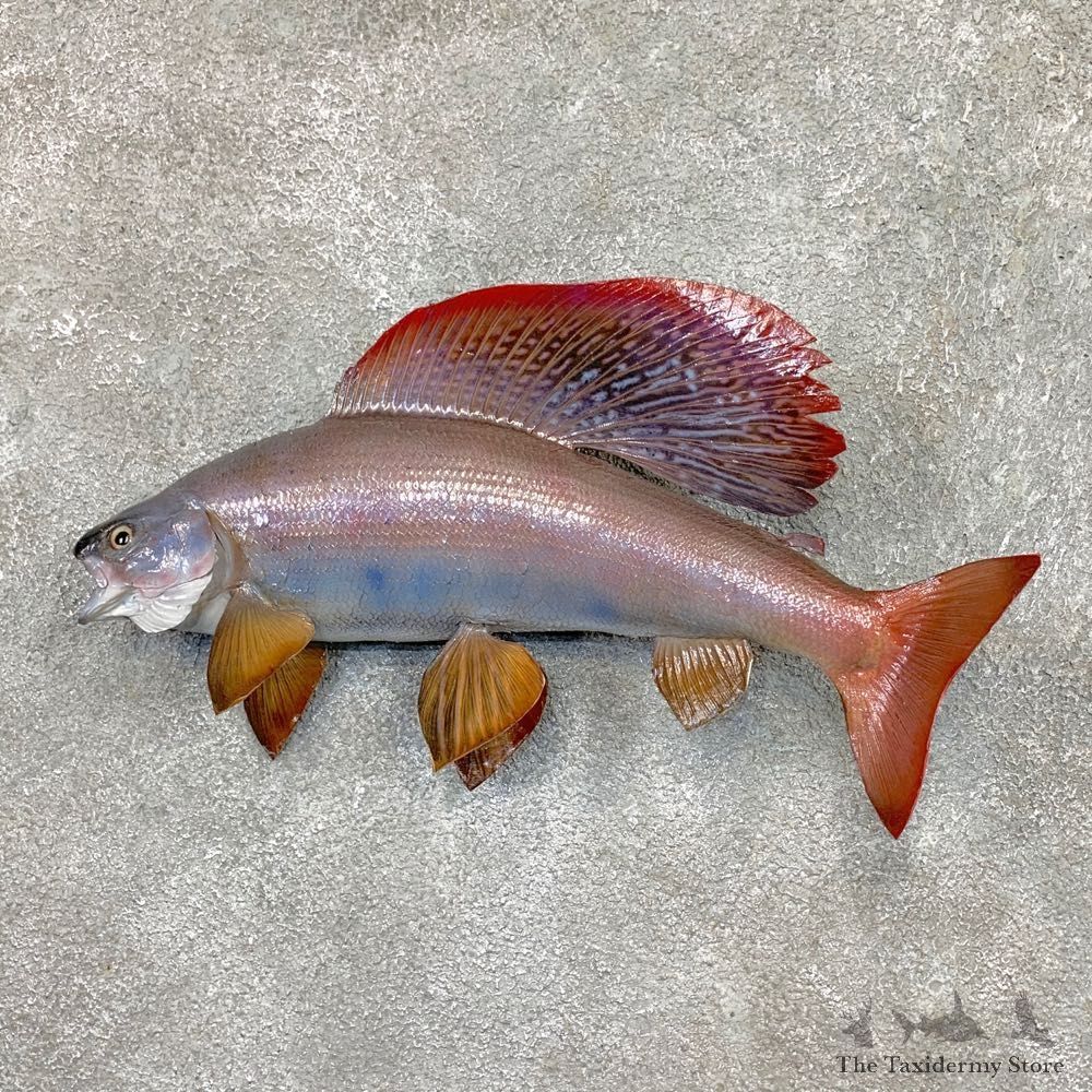 Arctic Grayling Fish Mount For Sale #23678 @ The Taxidermy Store