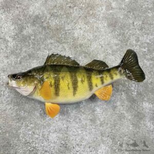 Yellow Perch Fish Mount For Sale #30621 @ The Taxidermy Store