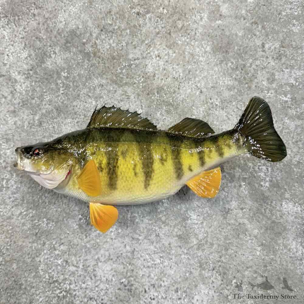 Yellow Perch Fish Mount For Sale #30621 @ The Taxidermy Store