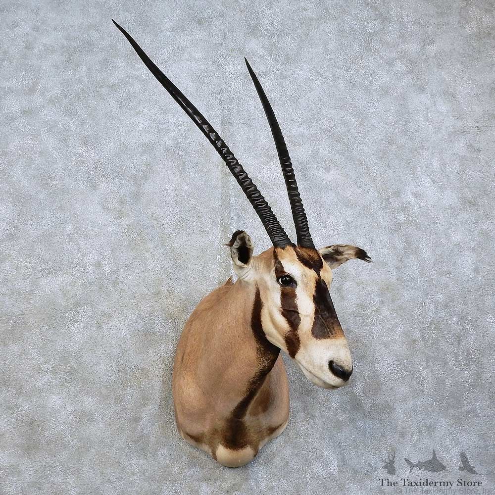 Fringe-eared Oryx Shoulder Mount For Sale #15841 @ The Taxidermy Store