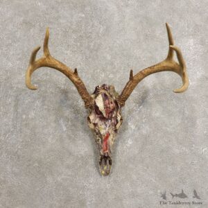 Whitetail Deer Skull European Mount For Sale #20449 @ The Taxidermy Store