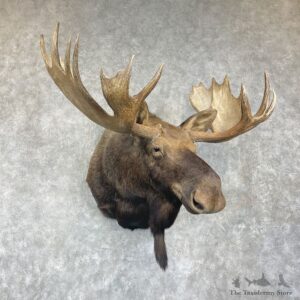 Western Canada Moose Shoulder Mount For Sale #25950 @ The Taxidermy Store