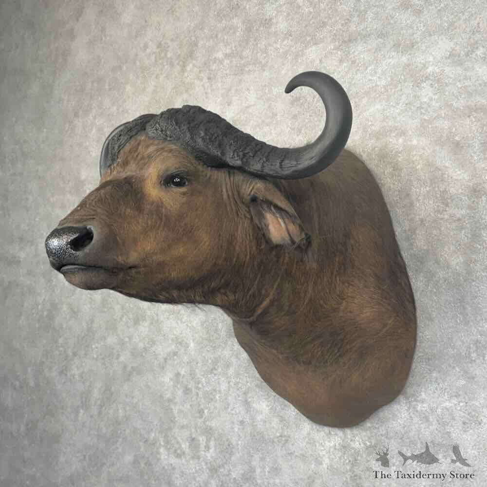 African Cape Buffalo Shoulder Mount For Sale #32163 @ The Taxidermy Store
