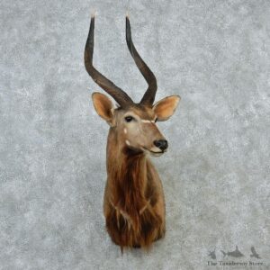 African Nyala Taxidermy Shoulder Mount #12892 For Sale @ The Taxidermy Store