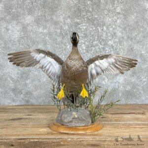 Blue Winged Teal Duck Mount For Sale #26459 @ The Taxidermy Store
