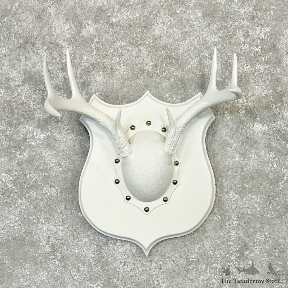 Whitetail Deer Antler Plaque Mount For Sale #28989 @ The Taxidermy Store