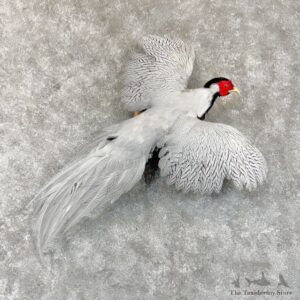 Silver Pheasant Bird Mount For Sale #30167 @ The Taxidermy Store