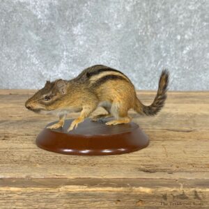 Eastern Chipmunk Life-Size Mount For Sale #22937 @ The Taxidermy Store