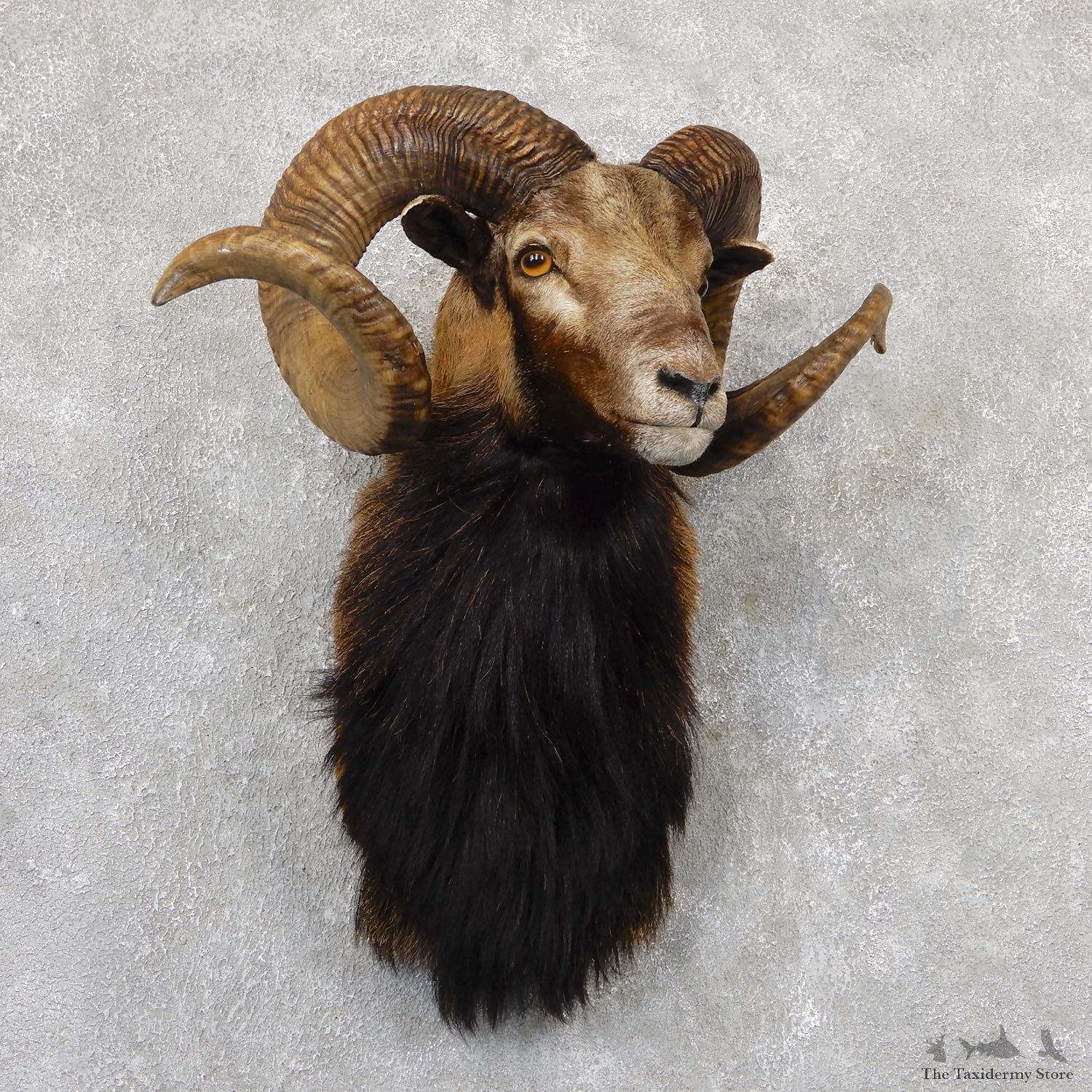 Corsican Ram Shoulder Mount For Sale #19308 @ The Taxidermy Store