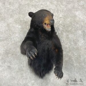 Black Bear 1/2-Life-Size Mount For Sale #24612 @ The Taxidermy Store