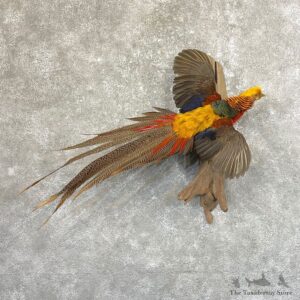 Red Golden Pheasant Mount For Sale #25001 @ The Taxidermy Store