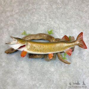 Musky Taxidermy Fish Mount For Sale #21785 @ The Taxidermy Store