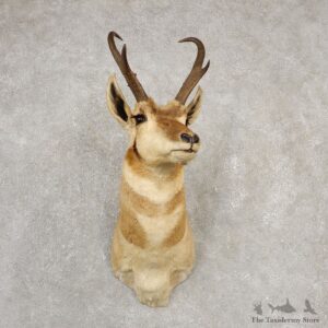 Pronghorn Antelope Shoulder Mount For Sale #20528 @ The Taxidermy Store