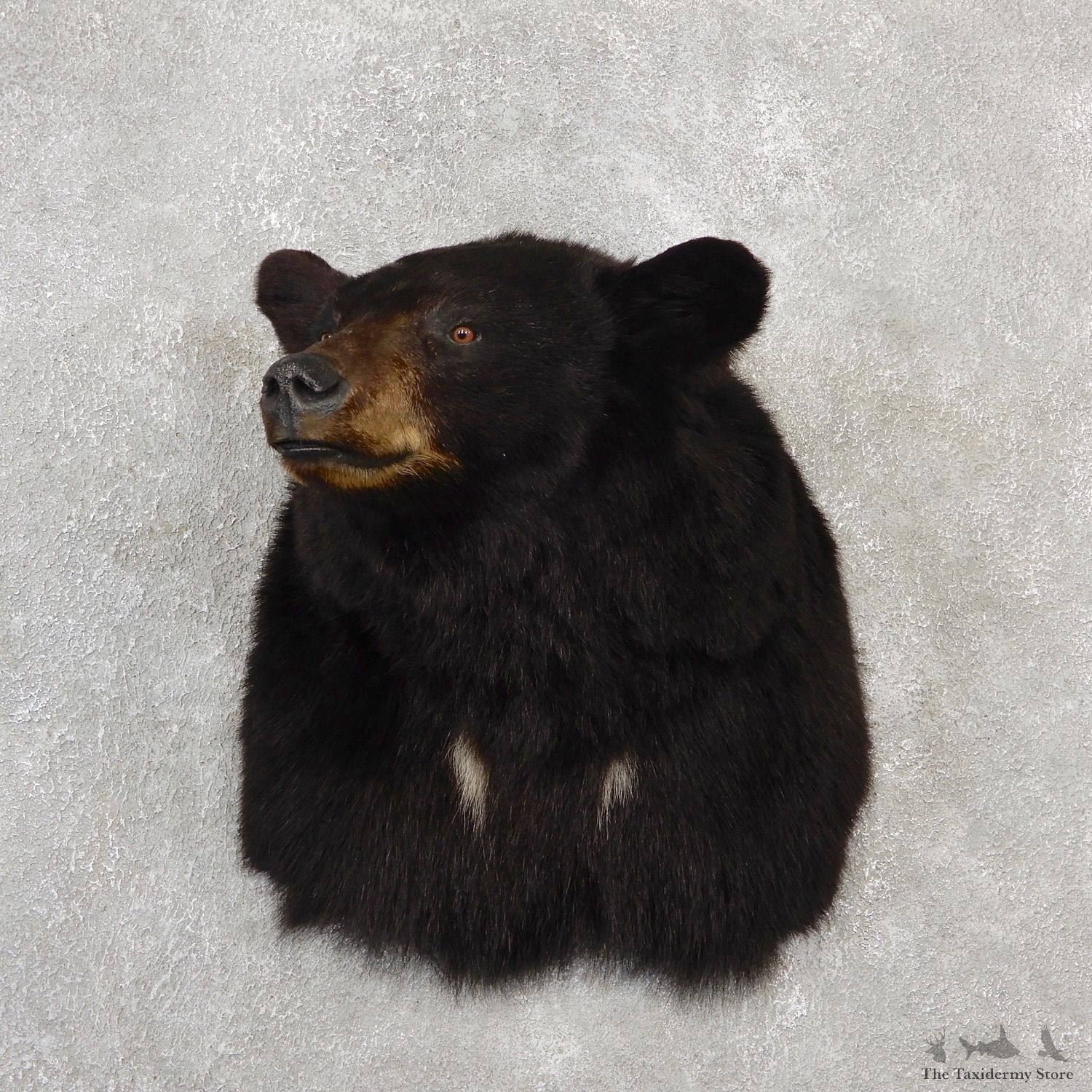 Black Bear Shoulder Taxidermy Mount For Sale #19091 @ The Taxidermy Store