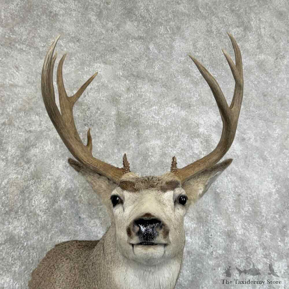 Mule Deer Shoulder Mount For Sale #31464 @ The Taxidermy Store