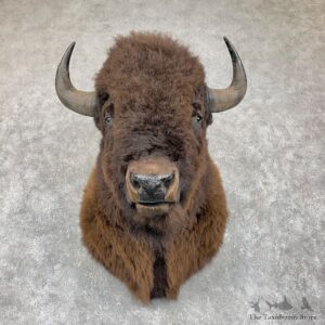 American Bison Shoulder Mount For Sale #25852 @ The Taxidermy Store