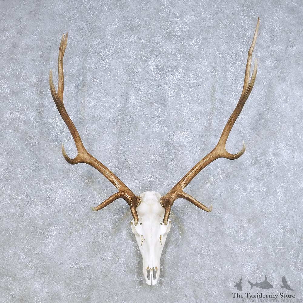 Elk Skull Horn European Mount For Sale #14106 @ The Taxidermy Store