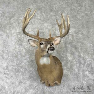 Whitetail Deer Shoulder Mount For Sale #31772 @ The Taxidermy Store