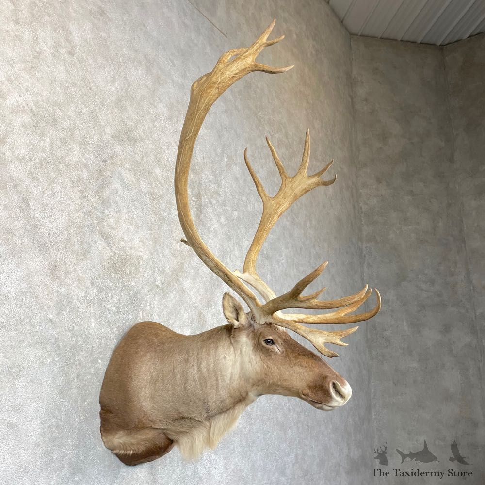 Mountain Caribou Shoulder Mount For Sale #24933 @ The Taxidermy Store