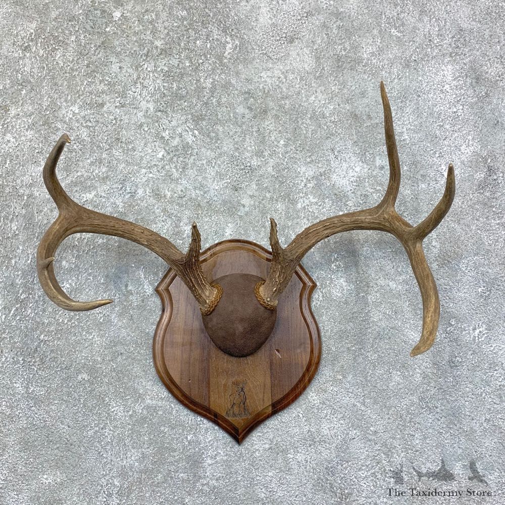 Whitetail Deer Antler Plaque Mount For Sale #22869 @ The Taxidermy Store
