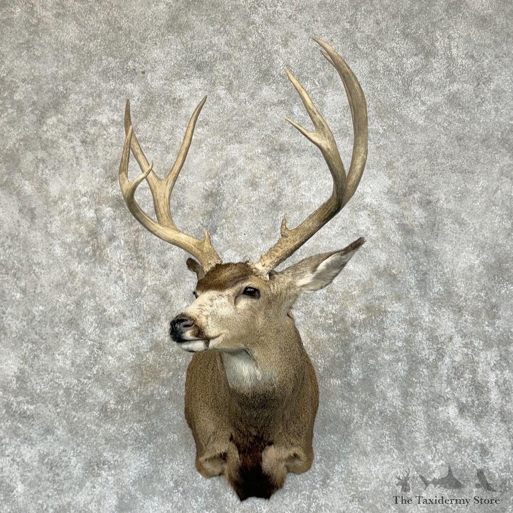 Mule Deer Shoulder Mount For Sale #29396 @ The Taxidermy Store