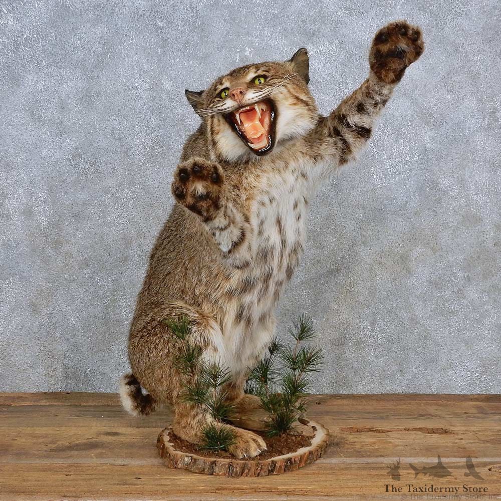 Bobcat Life-Size Mount For Sale #15693 @ The Taxidermy Store