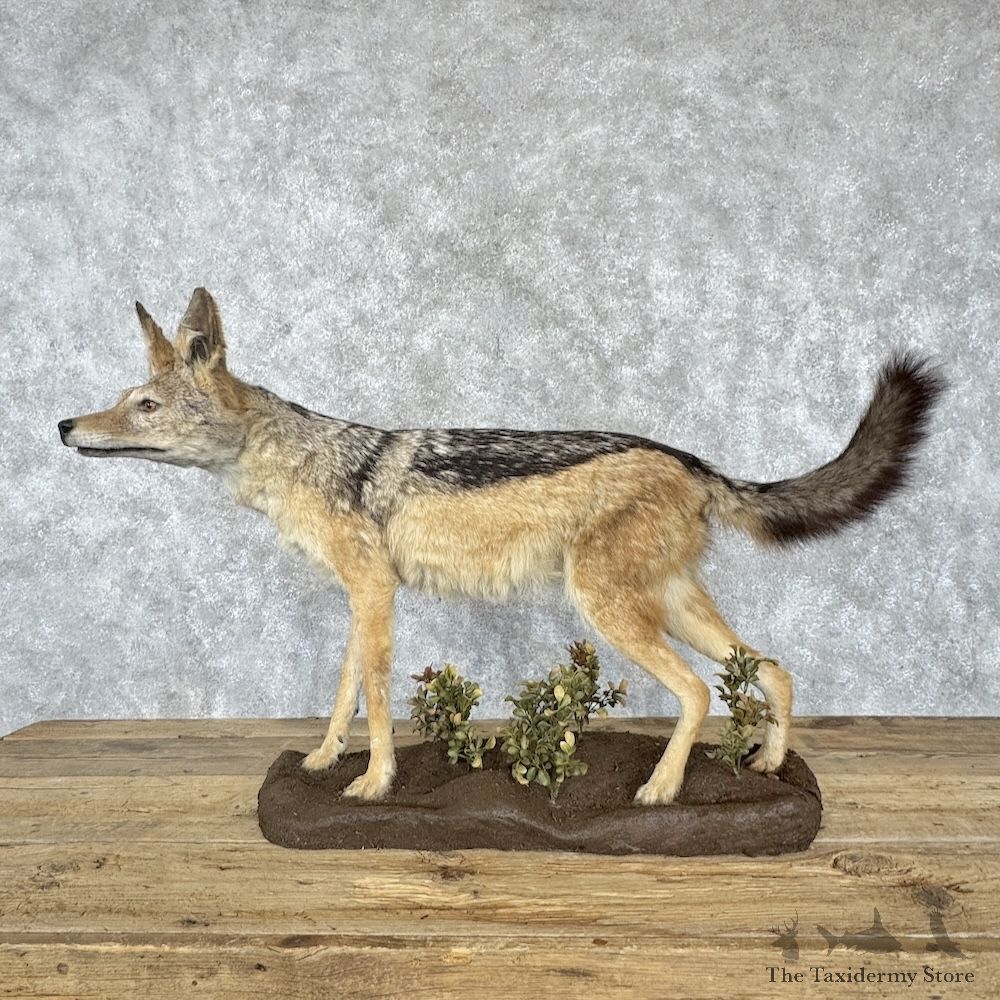 African Black-backed Jackal Life-Size Mount For Sale #30284 @ The Taxidermy Store
