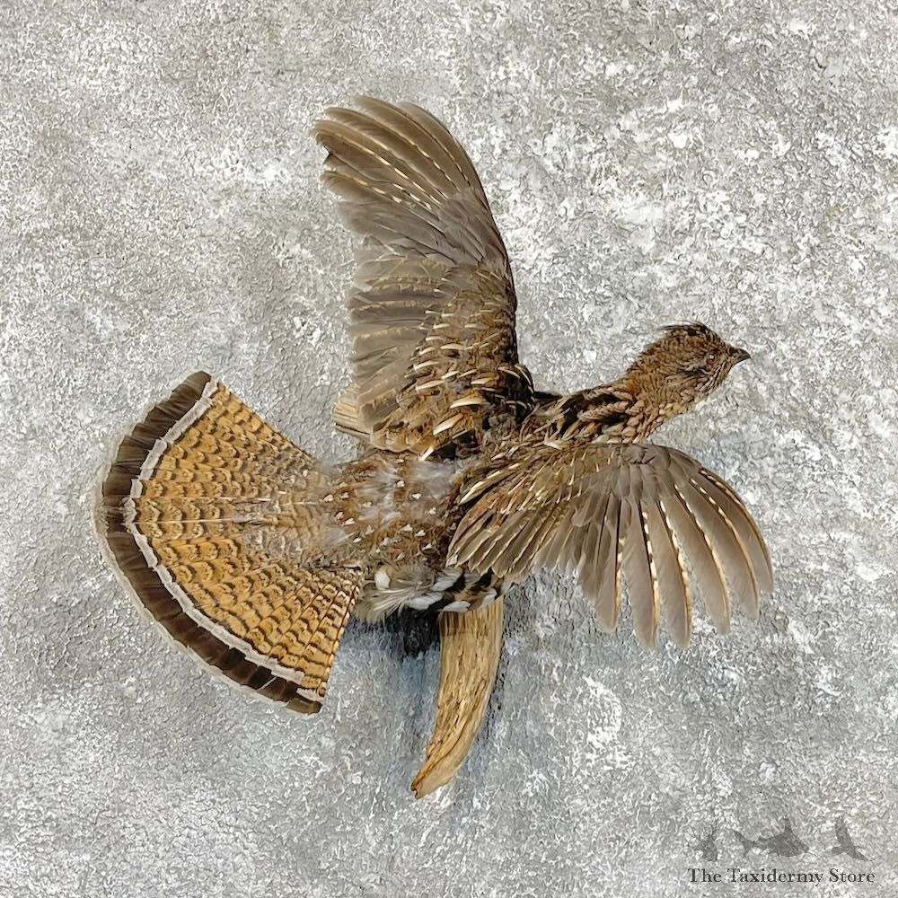 Ruffed Grouse Bird Mount For Sale #27481 @ The Taxidermy Store