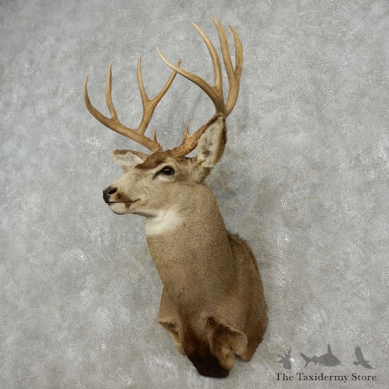 Mule Deer Shoulder Mount For Sale #17351 @ The Taxidermy Store