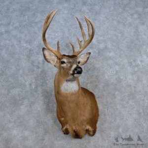 Whitetail Deer Shoulder Mount For Sale #15621 @ The Taxidermy Store