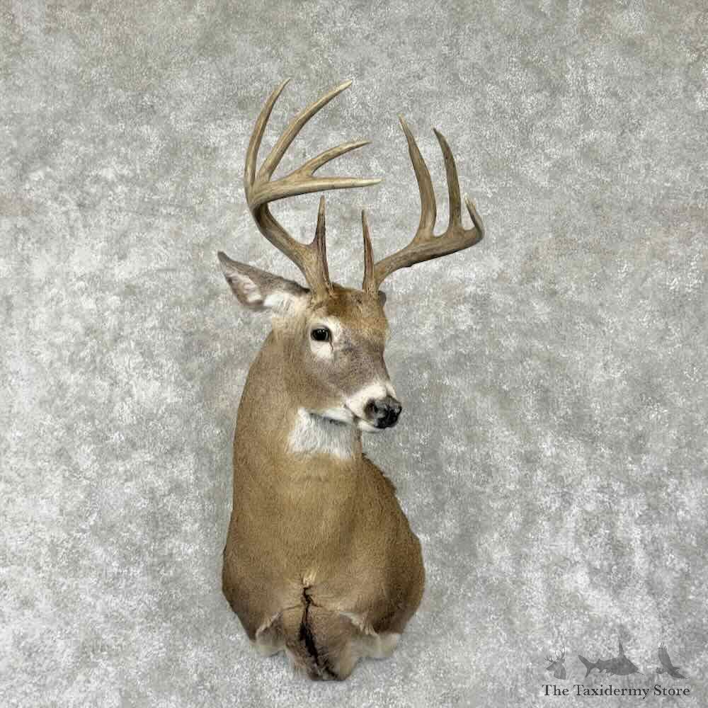 Whitetail Deer Shoulder Mount For Sale #31796 @ The Taxidermy Store
