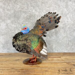 Ocellated Turkey Bird Mount For Sale #24927 @ The Taxidermy Store