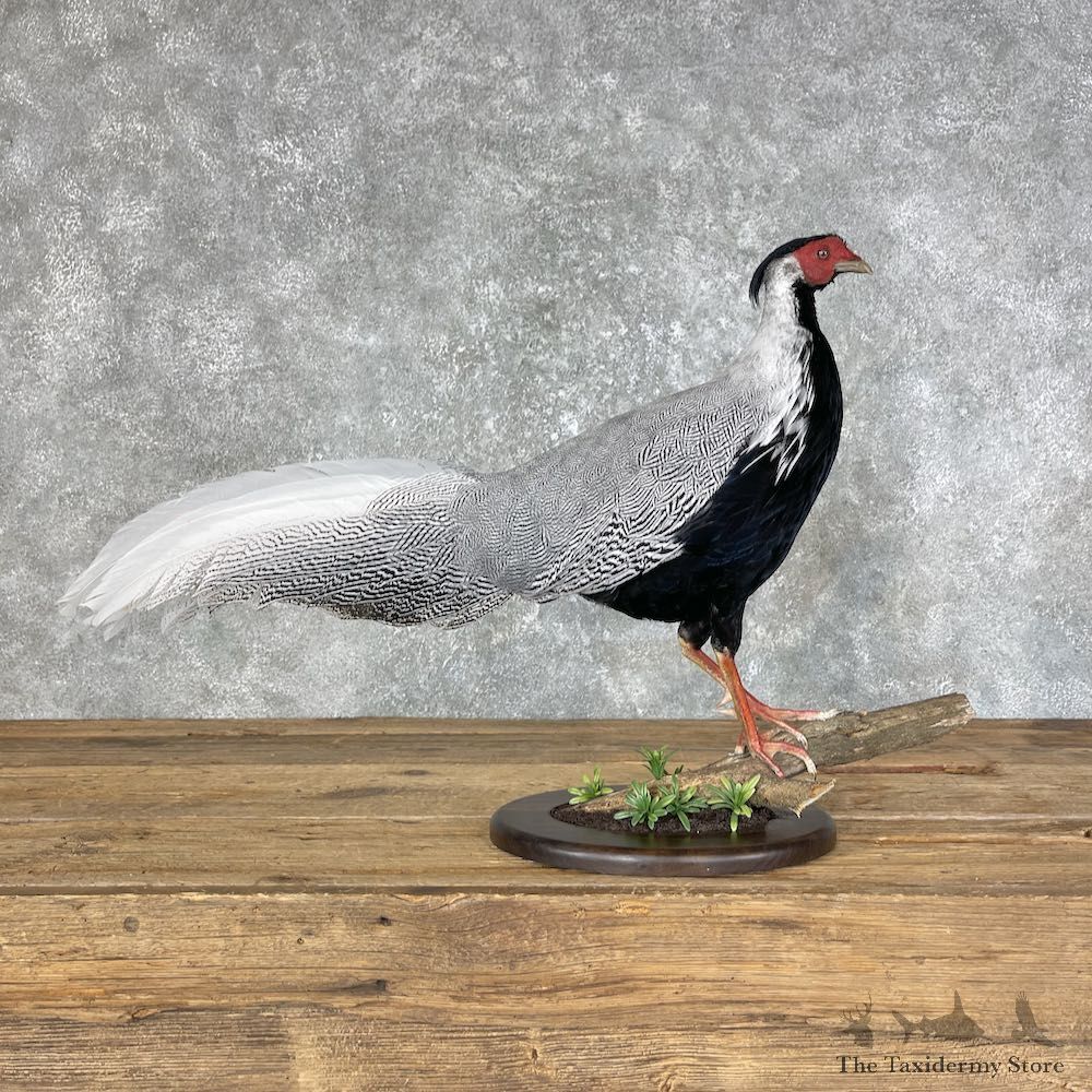 Silver Pheasant Taxidermy Bird Mount #25450 For Sale @ The Taxidermy Store