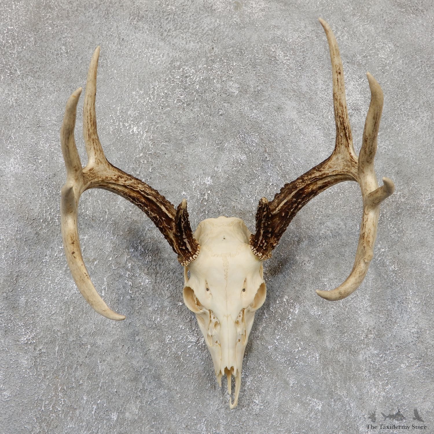 Whitetail Deer Skull European Mount For Sale #19421 @ The Taxidermy Store