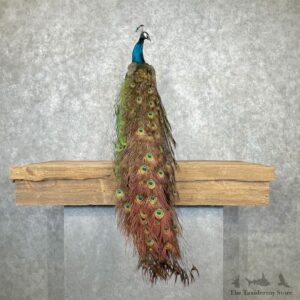 Blue Indian Peacock Bird Mount For Sale #26966 @ The Taxidermy Store