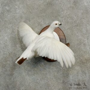 Rock Ptarmigan Bird Mount For Sale #17059 @ The Taxidermy Store