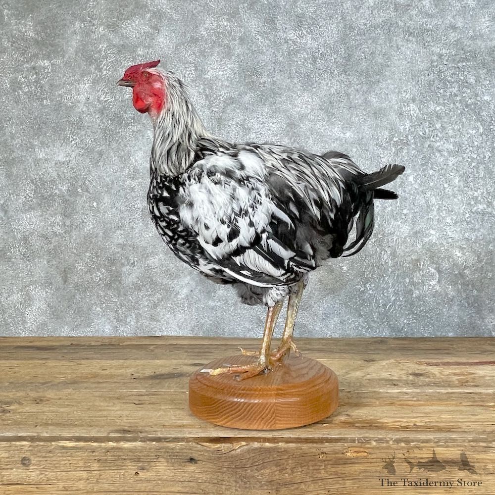 Silver Laced Wyandotte Chicken Rooster Bird Mount For Sale #25349 @ The Taxidermy Store
